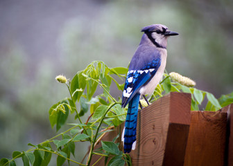 Bluejay