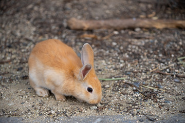 white brown rabbit baby in sunny day on Okunoshima Island, as known as the 
