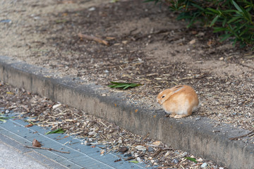 Cute relaxing rabbit on the road under the sunlight. in Okunoshima Island, as known as the 