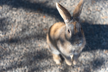 Close-up gray rabbit in sunny day on Okunoshima Island, as known as the 