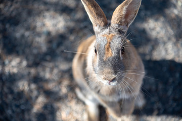 Close-up gray rabbit in sunny day on Okunoshima Island, as known as the 