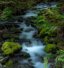 Obraz premium Snow Melt Olympic National Park 9142