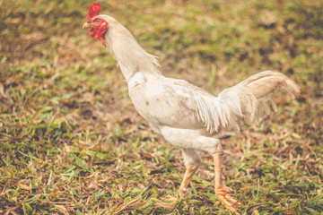 Beautiful white chicken walking on grass