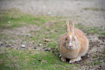 Cute relaxing rabbit on the road under the sunlight. in Okunoshima Island, as known as the " Rabbit Island ", Hiroshima, Japan.