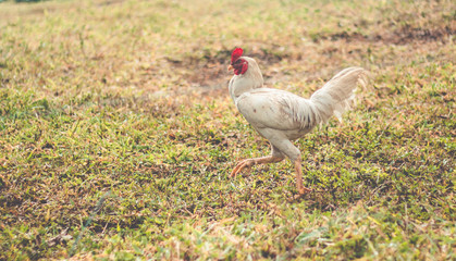 Beautiful white chicken walking on grass