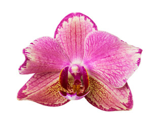 beautiful pink  phalaenopsis orchid flower, isolated on white background