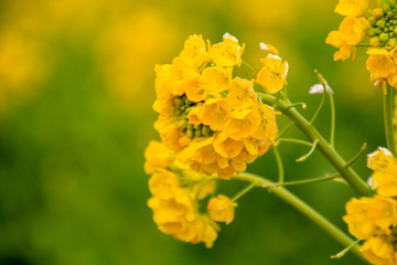 菜の花