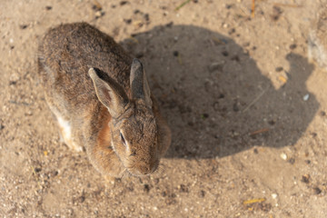 Close-up brown rabbit in sunny day on Okunoshima Island, as known as the 