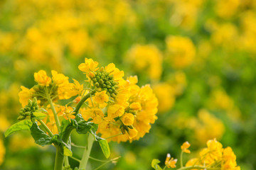 菜の花