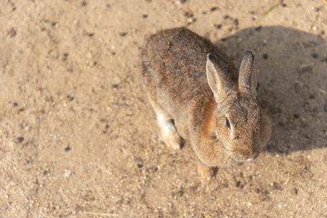 Close-up brown rabbit in sunny day on Okunoshima Island, as known as the 