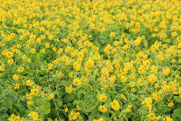 Obraz premium 菜の花