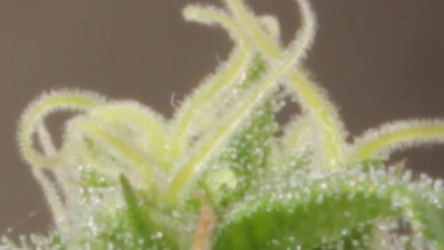 Zooming in on a green female indica flowered marijuana apical bud with visible pistils and milky trichomes