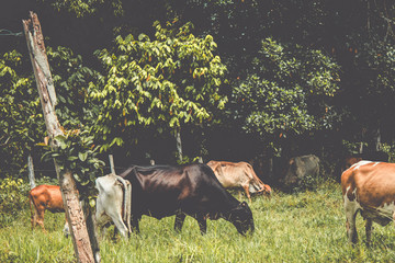 Cows grazing on pasture