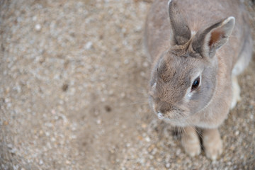 Close-up gray rabbit in sunny day on Okunoshima Island, as known as the 
