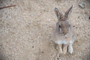 Close-up gray rabbit in sunny day on Okunoshima Island, as known as the 