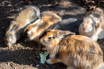 Group of wild rabbits keep warm together on the road in Okunoshima Island, as known as the 