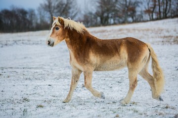 Portrait of brown and white haflinger horse trotting in a pasture on a cold sunny winter day, ground covered with snow, trees on horizon in background, blue sky