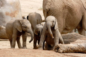 Baby African Elephants Playing Together Next to an Adult Female