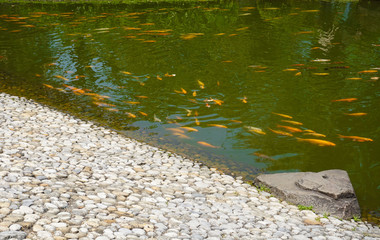 a small pool with yellow fish on the surface with rock stone on side with green water color - photo