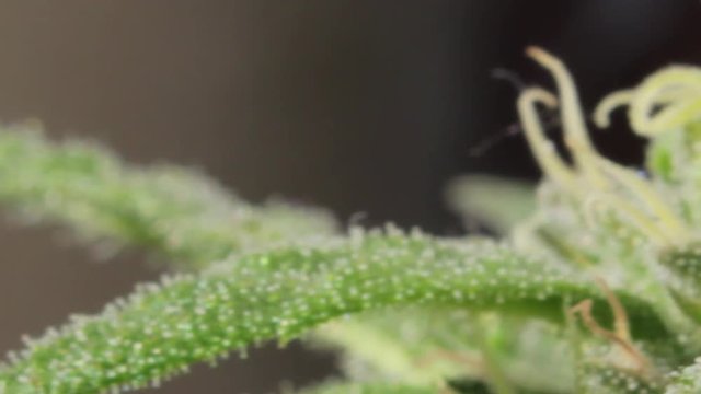 Very close view of a marijuana flowered plant apical bud with leafs, buds, pistils, and milky trichomes, panning right