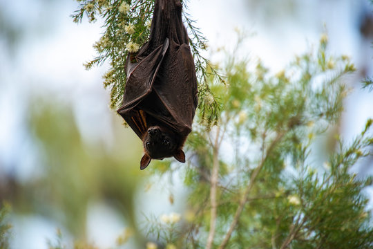 Flying Fox Bat during the day time.