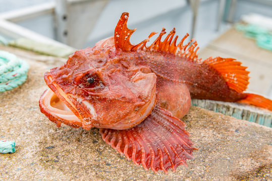 Sculpin Fishing