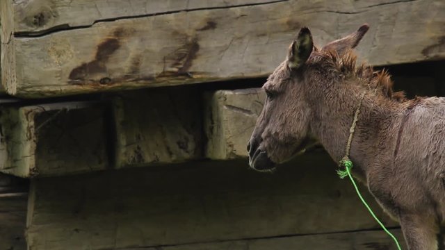 A domestic donkey from a remote northern village in Pakistan