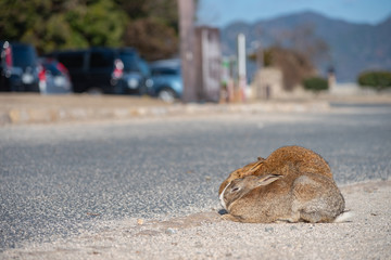 Cute wild rabbits on the road in Okunoshima Island, as known as the 