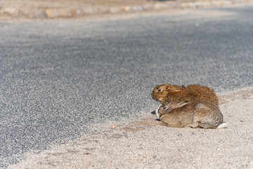 Cute wild rabbits on the road in Okunoshima Island, as known as the 