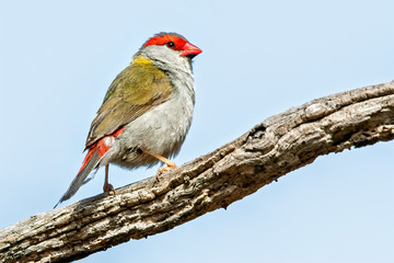 Red-browed Finch (Neochmia temporalis)