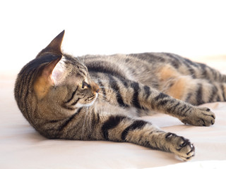 キジトラ猫
