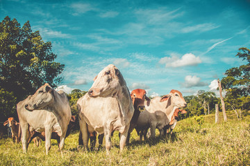 Beautiful cattle standing in green field on the farm
