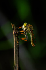 fly on stem 