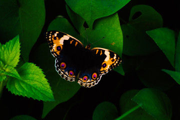 butterfly on a green leaf