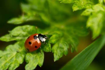 Ladybug 2 by Skip Weeks