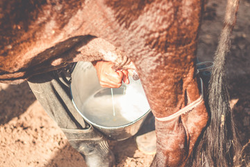 Obraz premium Farmer Milking a cow by Hand - Canavieiras, Bahia, Brazil