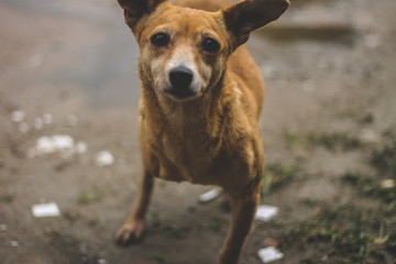 Portrait of a dog without a paw standing looking to the camera.