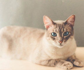 Cat looking to the camera laid down