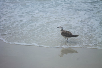 A Seagull at the beach looking straight 