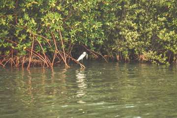 White heron eating fish. Little Egret (Egretta garzetta) - Canavieiras, Bahia,Brazil