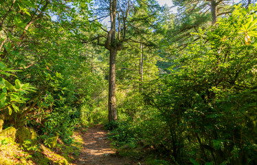 Hiking Trail on the Oregon Coast