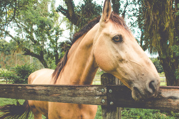 Beautiful brown horse at paddock fence