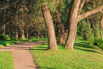 Fototapeta na wymiar Trees in the city Park in the summer day path for Jogging and sports in the summer Park ride a bike. Sunny landscape trimmed with green grass on the lawn, trees and pine trees on the desktop