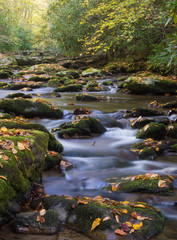 Stream in the Smokies in golden colors of fall.