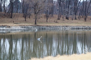 風景　冬　鷺のいる池　茨城