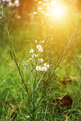 Closeup of White dandelions in spring on the ground with green field background.