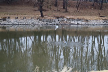 風景　冬　鷺のいる公園　茨城