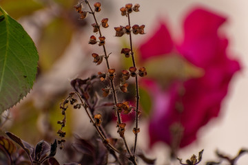 Still Basil leaves shot in a winter morning with bokeh background of soft blurry rose denoting the calm peaceful weather of Indian subcontinent during the months of December and January. 