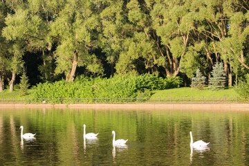 Trees in the city Park in the summer afternoon swans swim lake in the summer Park ride a bike. Sunny landscape trimmed with green grass on the lawn, trees and pine trees on the desktop