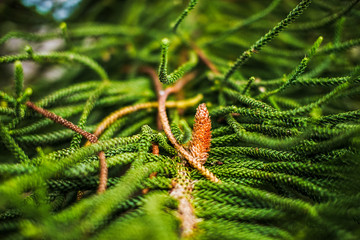 Beautiful closeup branch of spruce tree Christmas tree bokeh background.